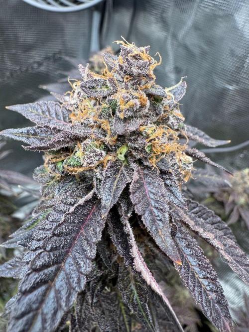 RQS Critical + White Widow. Week 18 - 🌱 Critical 1 - Day 73 of flowering