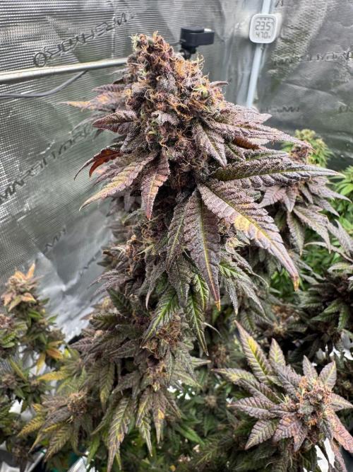 RQS Critical + White Widow. Week 18 - 🌱 Critical 2 - Day 73 of flowering