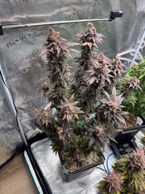 RQS Critical + White Widow. Week 18 - 🌱 Critical 2 - Day 73 of flowering