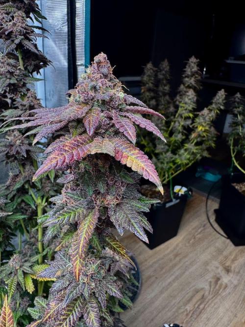 RQS Critical + White Widow. Week 18 - 🌱 Critical 2 - Day 73 of flowering