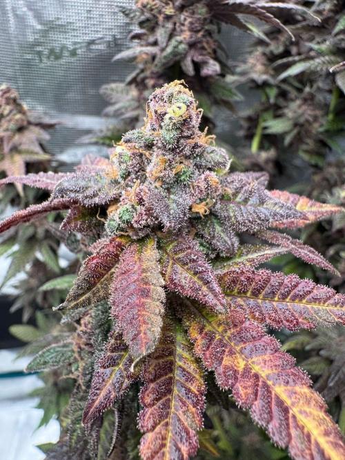 RQS Critical + White Widow. Week 18 - 🌱 Critical 2 - Day 73 of flowering