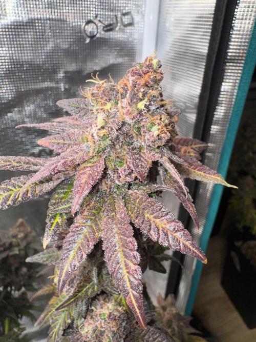 RQS Critical + White Widow. Week 18 - 🌱 Critical 2 - Day 73 of flowering