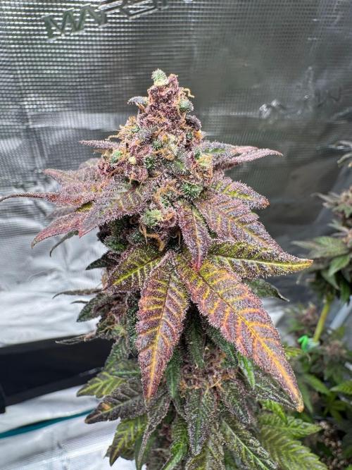 RQS Critical + White Widow. Week 18 - 🌱 Critical 2 - Day 73 of flowering