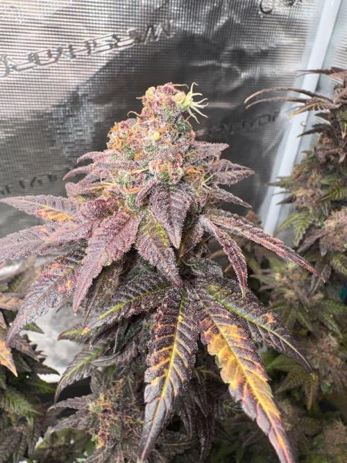 RQS Critical + White Widow. Week 18 - 🌱 Critical 2 - Day 73 of flowering