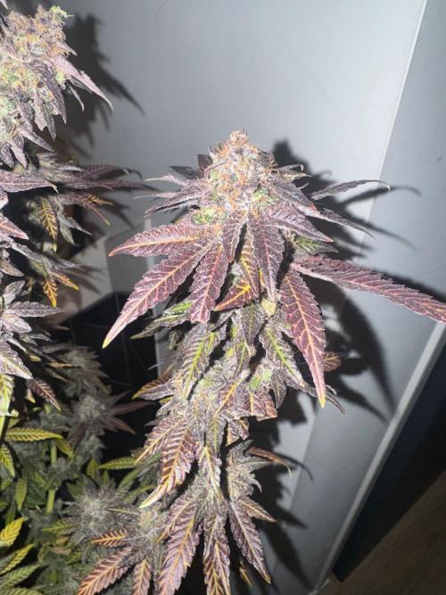 RQS Critical + White Widow. Week 18 - 🌱 Critical 1 - Day 76 of flowering