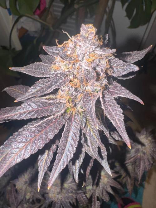 RQS Critical + White Widow. Week 18 - 🌱 Critical 1 - Day 76 of flowering