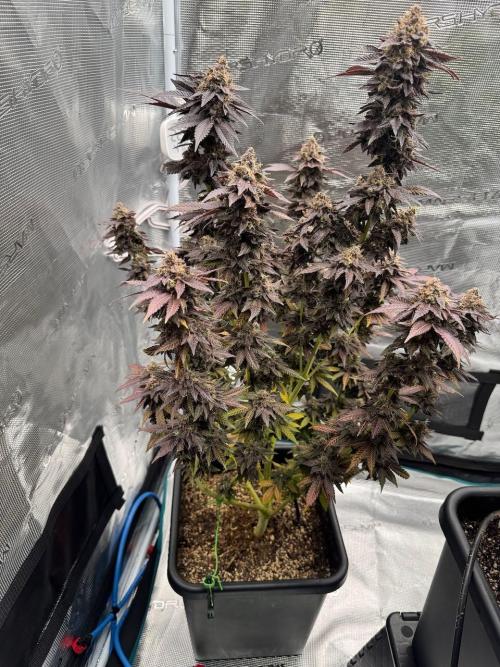 RQS Critical + White Widow. Week 18 - 🌱 Critical 1 - Day 76 of flowering