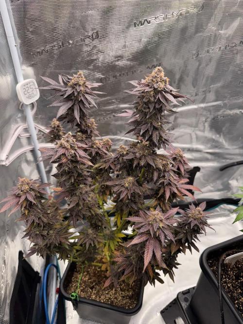 RQS Critical + White Widow. Week 18 - 🌱 Critical 1 - Day 76 of flowering