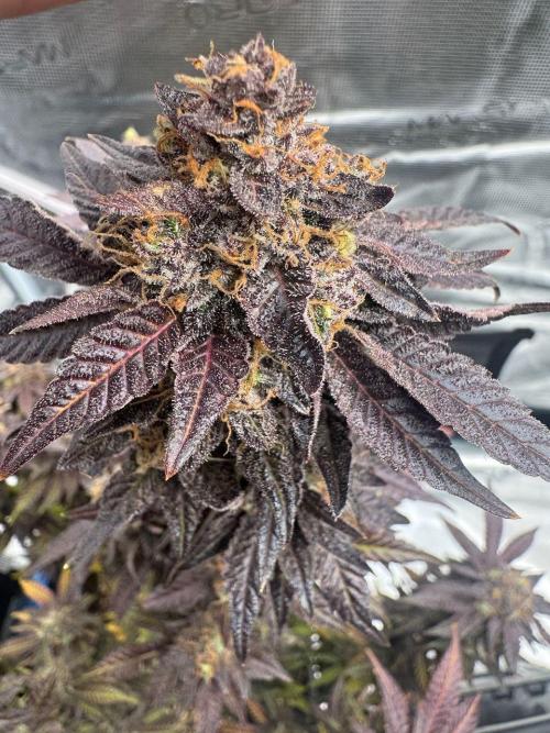 RQS Critical + White Widow. Week 18 - 🌱 Critical 1 - Day 76 of flowering
