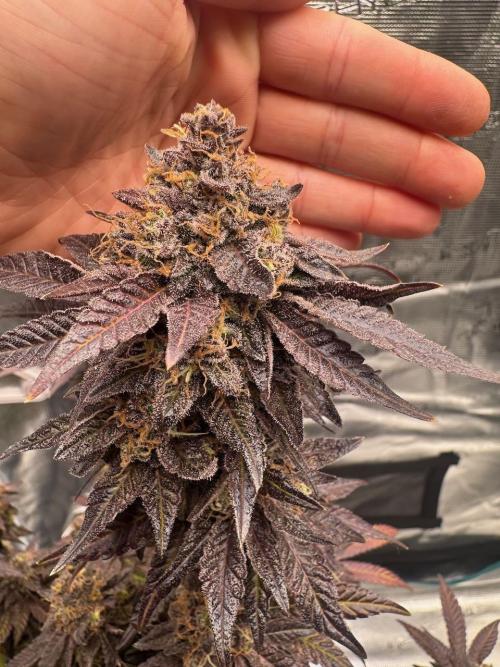 RQS Critical + White Widow. Week 18 - 🌱 Critical 1 - Day 76 of flowering