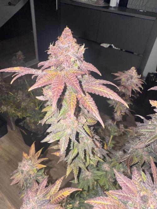 RQS Critical + White Widow. Week 18 - 🌱 Critical 2 - Day 75 of flowering