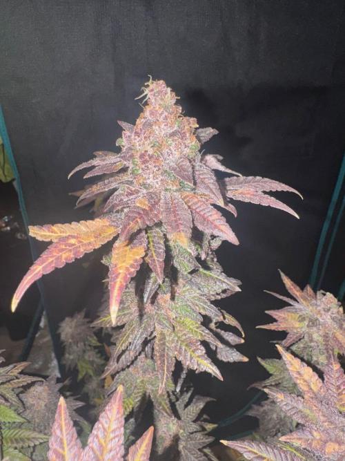 RQS Critical + White Widow. Week 18 - 🌱 Critical 2 - Day 75 of flowering