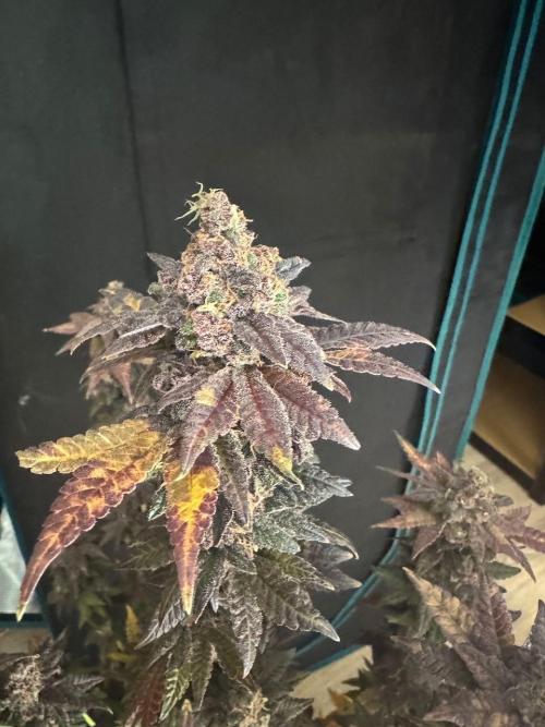 RQS Critical + White Widow. Week 18 - 🌱 Critical 2 - Day 75 of flowering