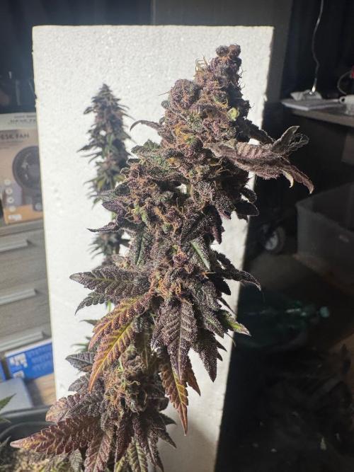 RQS Critical + White Widow. Week 18 - 🌱 Critical 2 - Day 76 of flowering