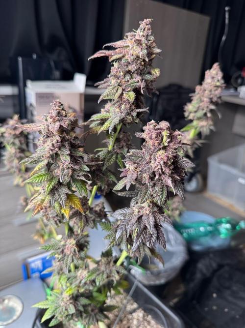 RQS Critical + White Widow. Week 18 - 🌱 Critical 2 - Day 76 of flowering