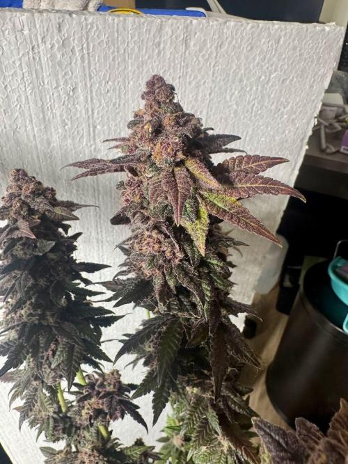 RQS Critical + White Widow. Week 18 - 🌱 Critical 2 - Day 76 of flowering
