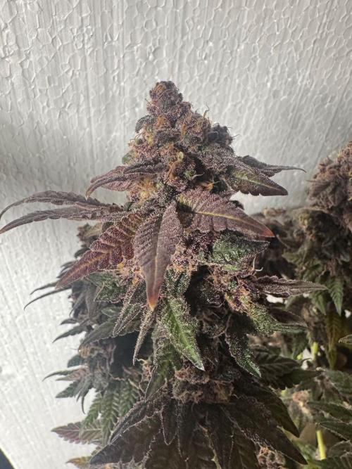 RQS Critical + White Widow. Week 18 - 🌱 Critical 2 - Day 76 of flowering