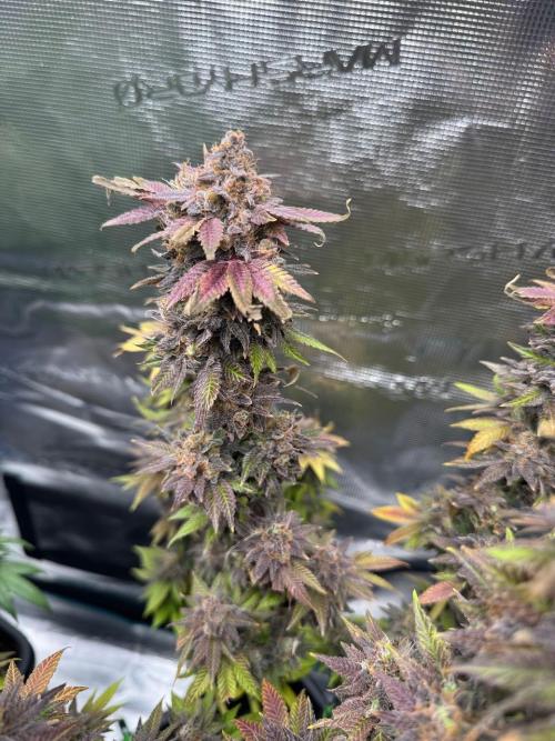 RQS Critical + White Widow. Week 18 - 🌱 Critical 3