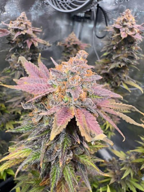 RQS Critical + White Widow. Week 18 - 🌱 Critical 3