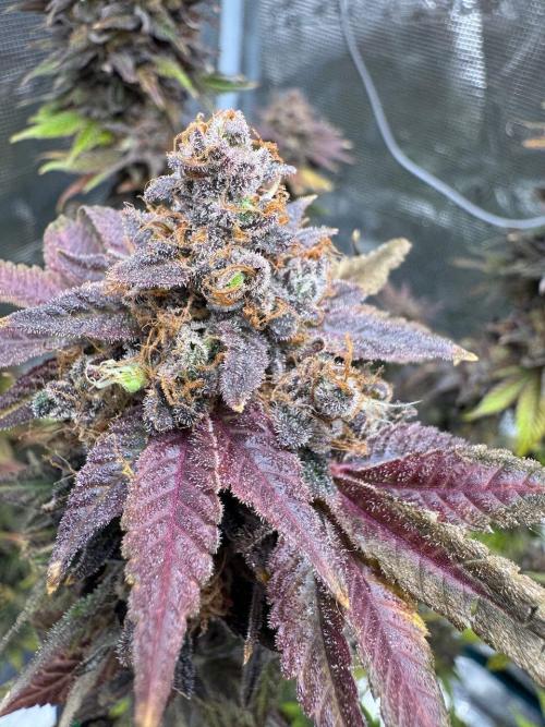 RQS Critical + White Widow. Week 18 - 🌱 Critical 3