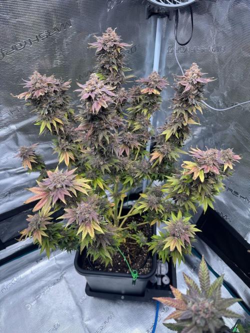 RQS Critical + White Widow. Week 18 - 🌱 Critical 3