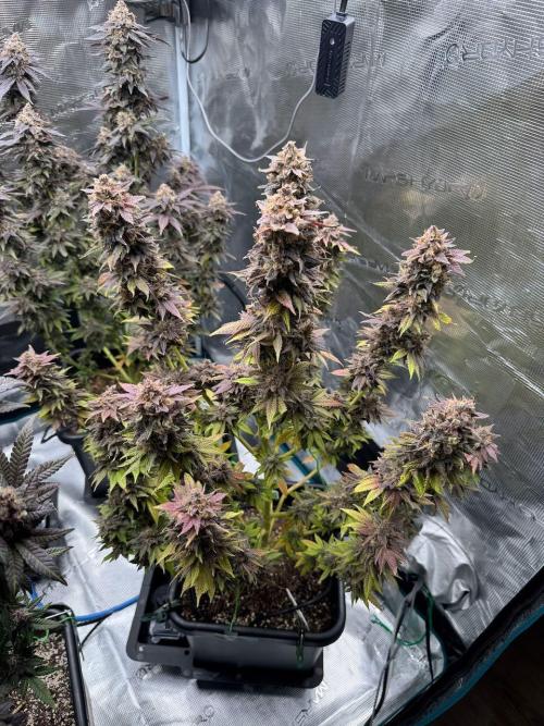RQS Critical + White Widow. Week 18 - 🌱 Critical 3