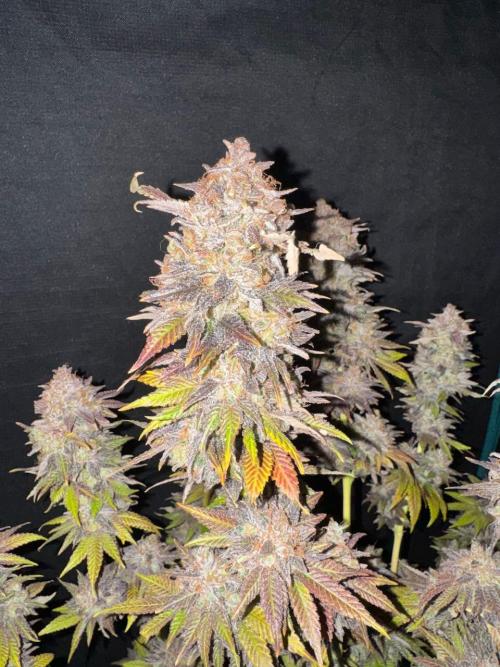 RQS Critical + White Widow. Week 18 - 🌱 Critical 3