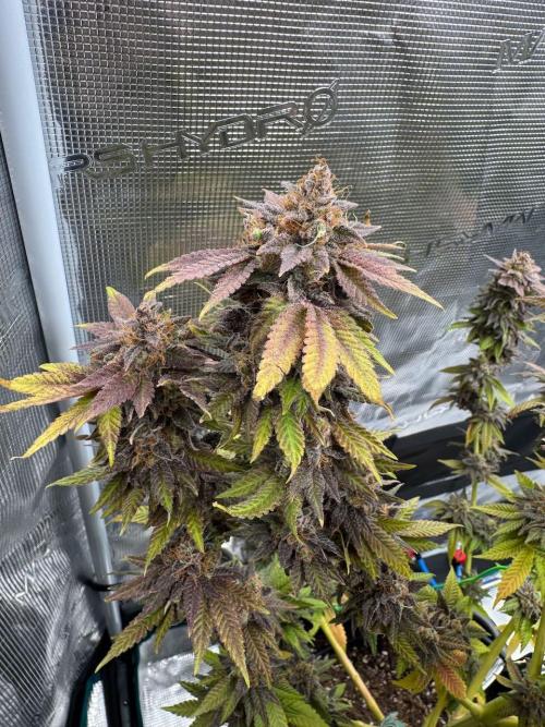 RQS Critical + White Widow. Week 18 - 🌱 Critical 3