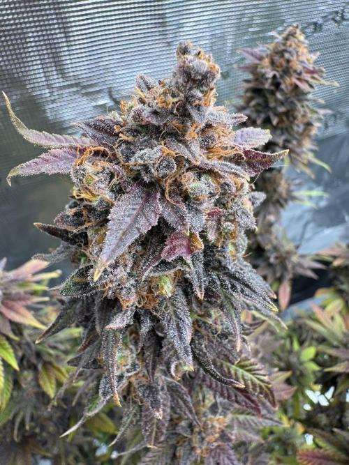 RQS Critical + White Widow. Week 18 - 🌱 Critical 3