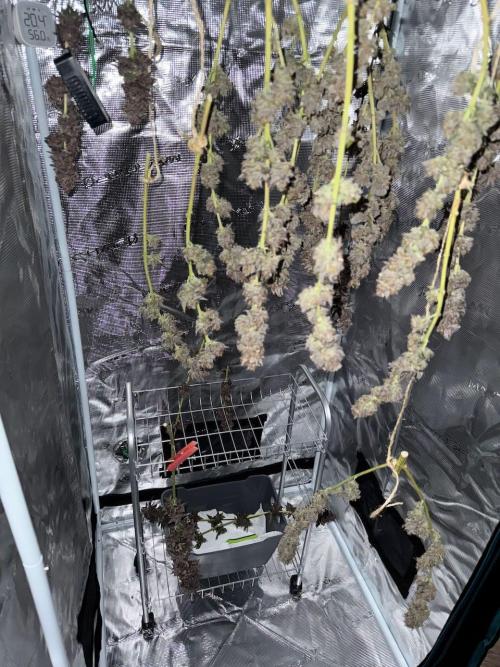 RQS Critical + White Widow. Week 19