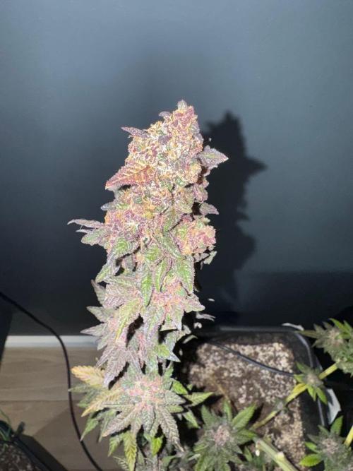 RQS Critical + White Widow. Week 19