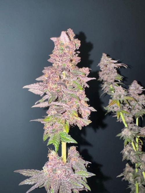 RQS Critical + White Widow. Week 19