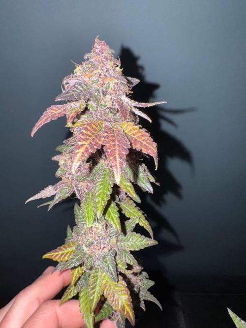 RQS Critical + White Widow. Week 19