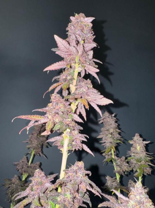 RQS Critical + White Widow. Week 19