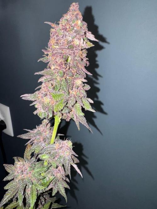 RQS Critical + White Widow. Week 19