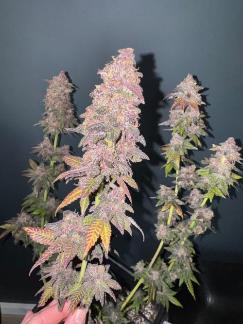 RQS Critical + White Widow. Week 19