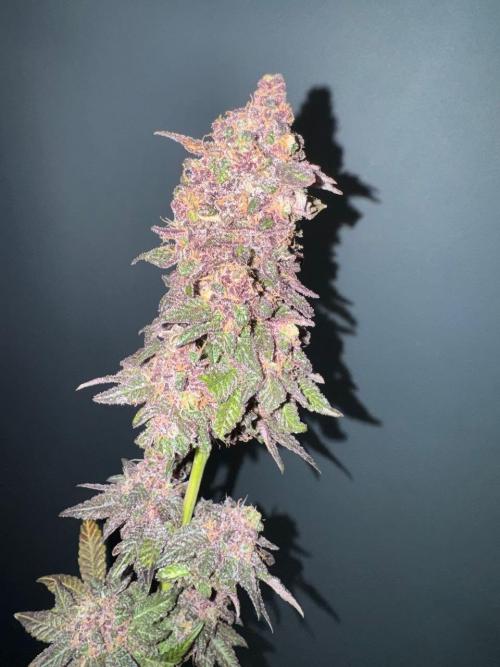 RQS Critical + White Widow. Week 19