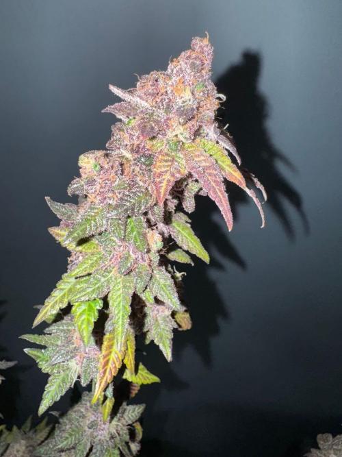 RQS Critical + White Widow. Week 19