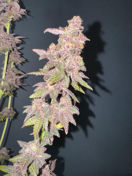 RQS Critical + White Widow. Week 19