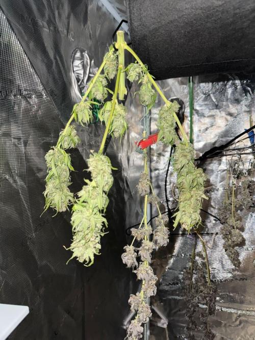 RQS Critical + White Widow. Week 19