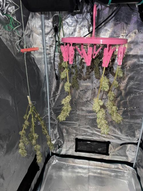RQS Critical + White Widow. Week 19
