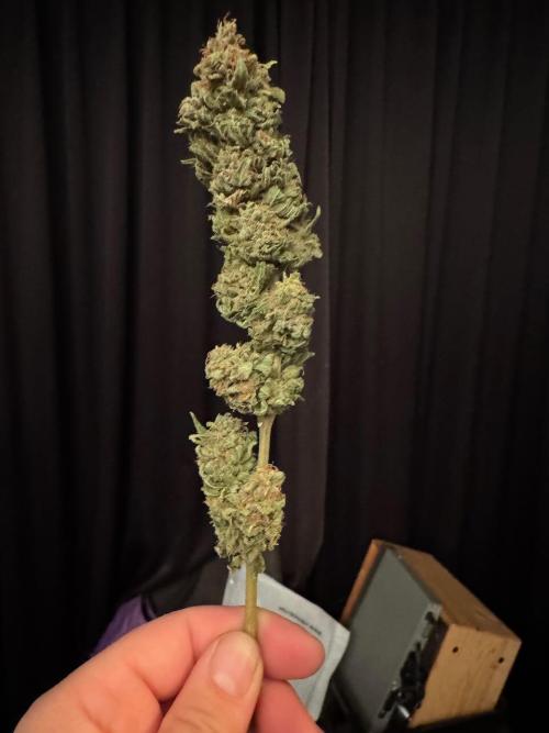 RQS Critical + White Widow. Week 19