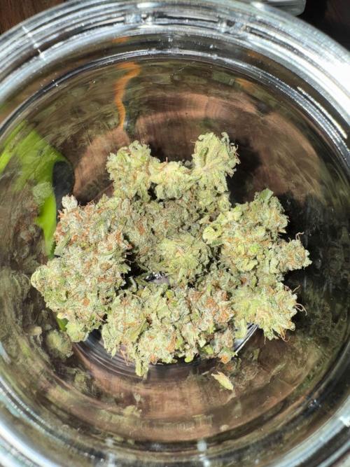 RQS Critical + White Widow. Week 19