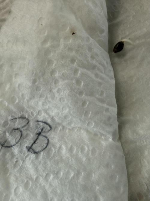Bruce Banner 4. Week 0 - Germination in paper towel. 