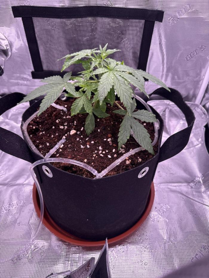 Bruce Banner 4. Week 3