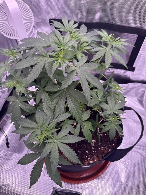 Bruce Banner 4. Week 4 - LST and trim. 1 litre water every 3 days. 