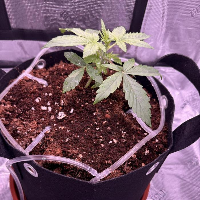 Bruce Banner 4. Week 2