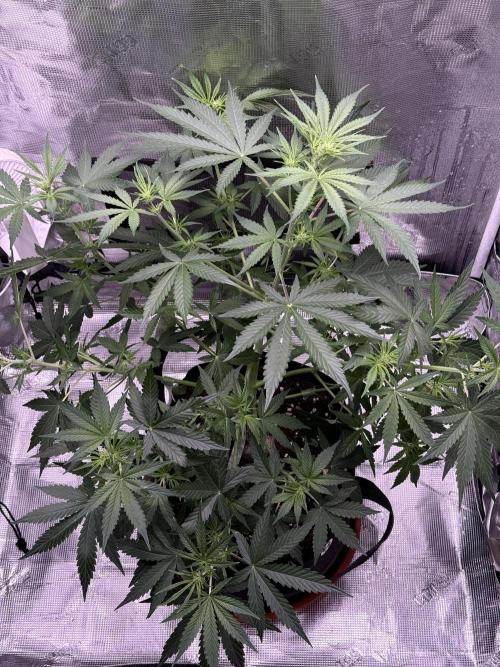 Bruce Banner 4. Week 4