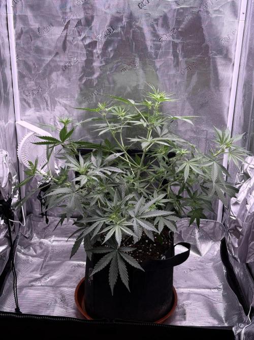 Bruce Banner 4. Week 4