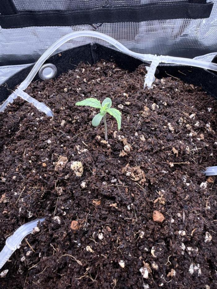 Bruce Banner 4. Week 1